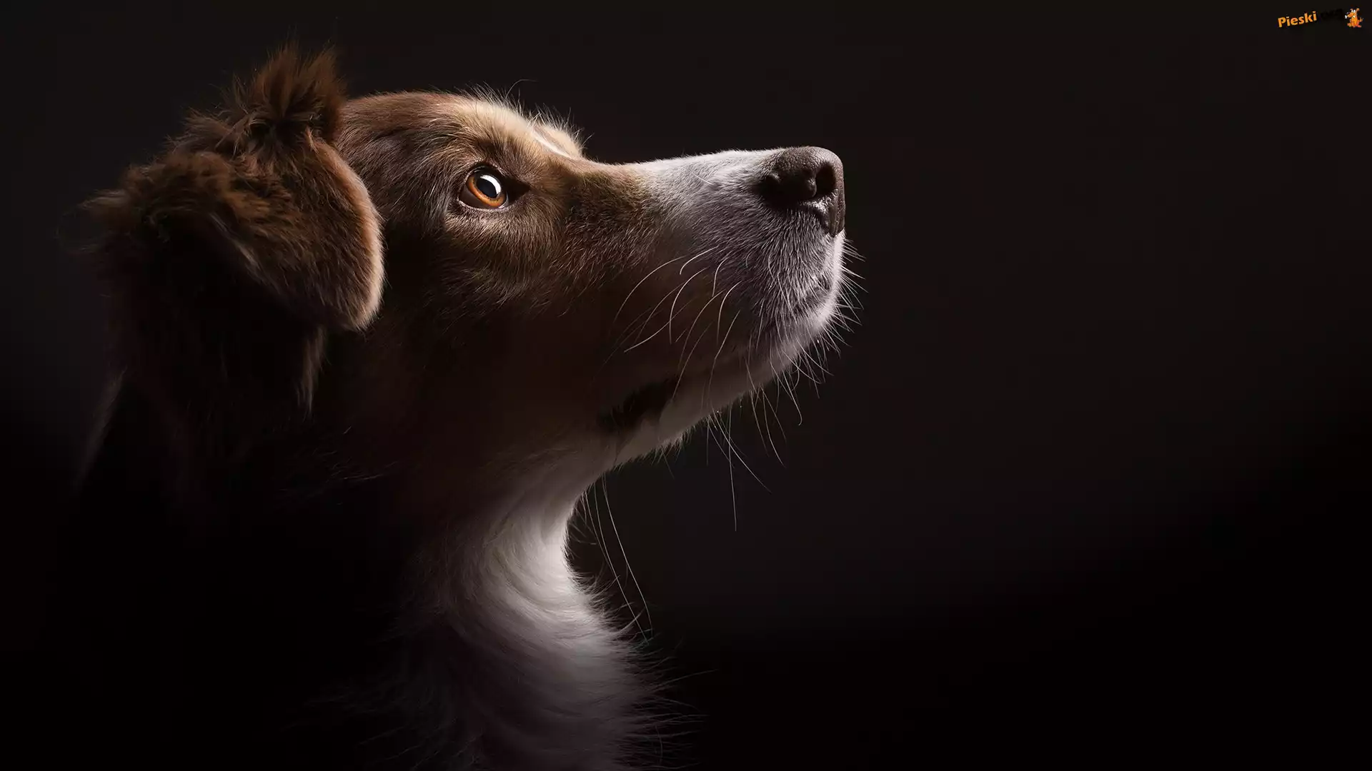 G³owa, Pies, Border collie, Mordka